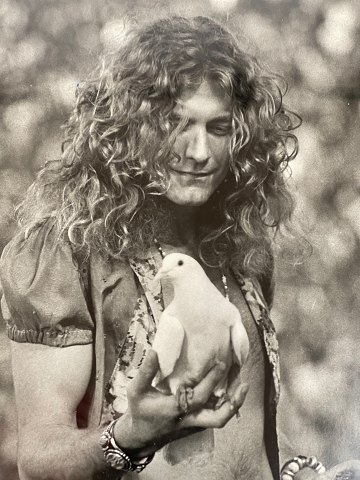 Vintage sort-hvidt foto af Robert Plant, Led Zeppelin, med hvid due i hånden, taget af fotograf Neal Preston