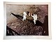 Originalt NASA farveoffsetfotografi fra Apollo 11-missionen af astronaut Neil Armstrong samt Edwin Aldrin, der sætter det amerikanske flag Old Glory på månen